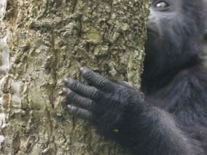 The left hand of a juvenile mountain gorilla is shown, similar to a human hand