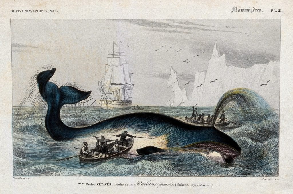 A whaling expedition like the one featured in Moby Dick