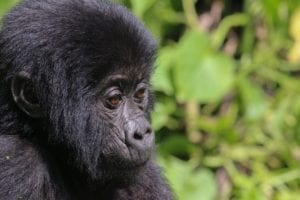 A young mountain gorilla photographed against a leafy and green background.