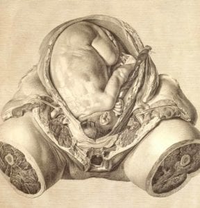 Realistic drawing of the uterus