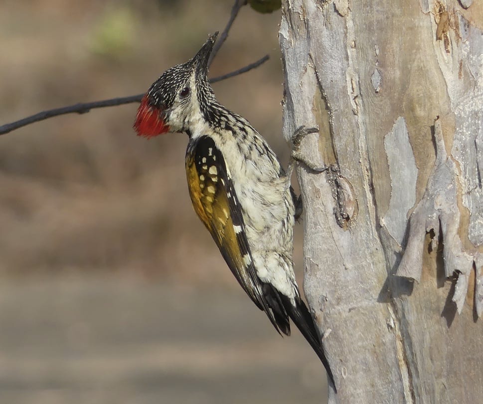 Lesser golden-backed woodpecker
