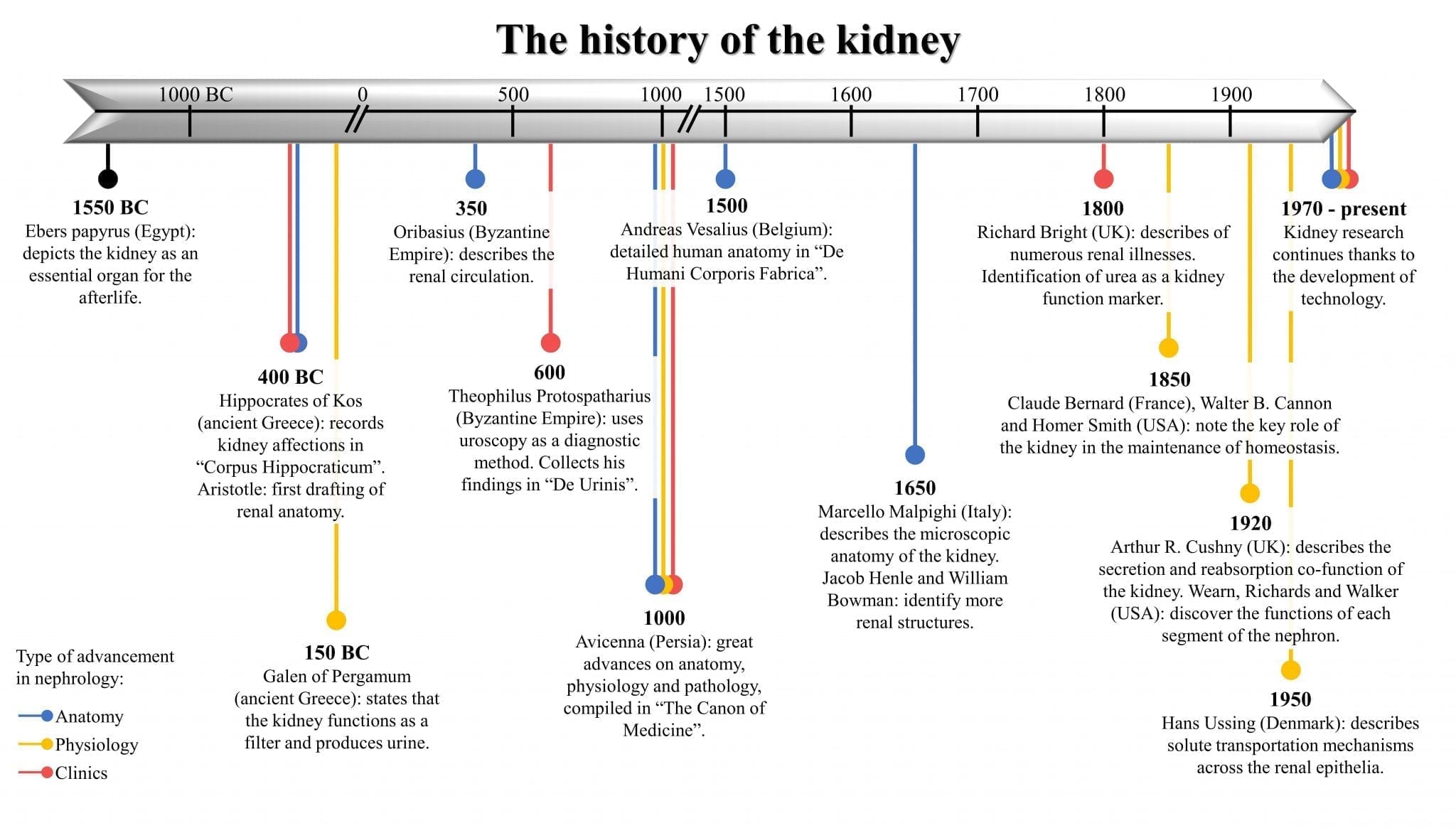 A timeline of the history of the kidney
