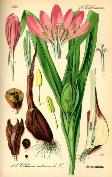 Illustration of Colchicum autumnale which was sometimes used for gout