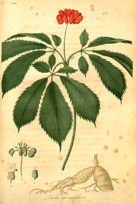 Illustration of American ginseng
