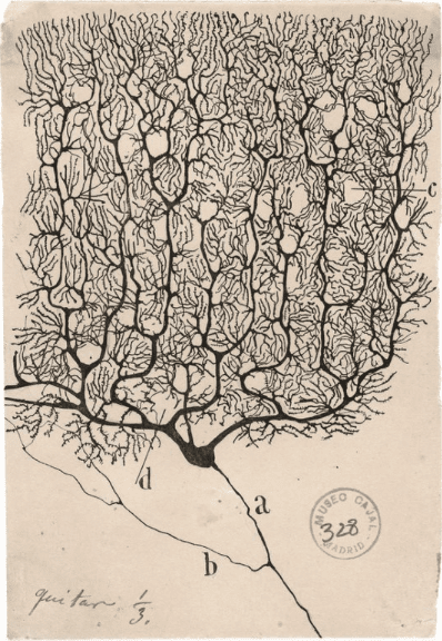 Drawing of a neuron by Santiago Ramón y Cajal showing its branching