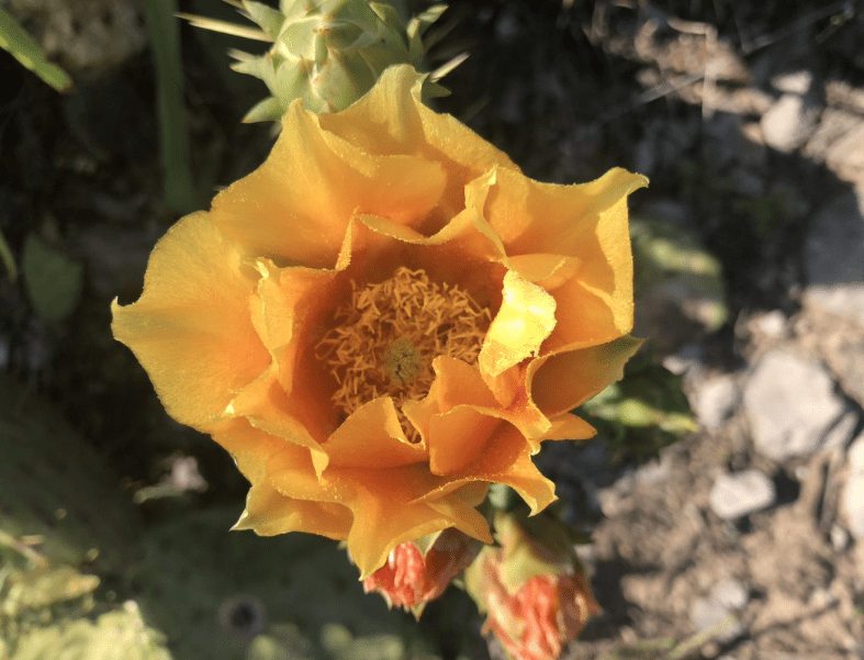 Yellow flower near orange-ish buds