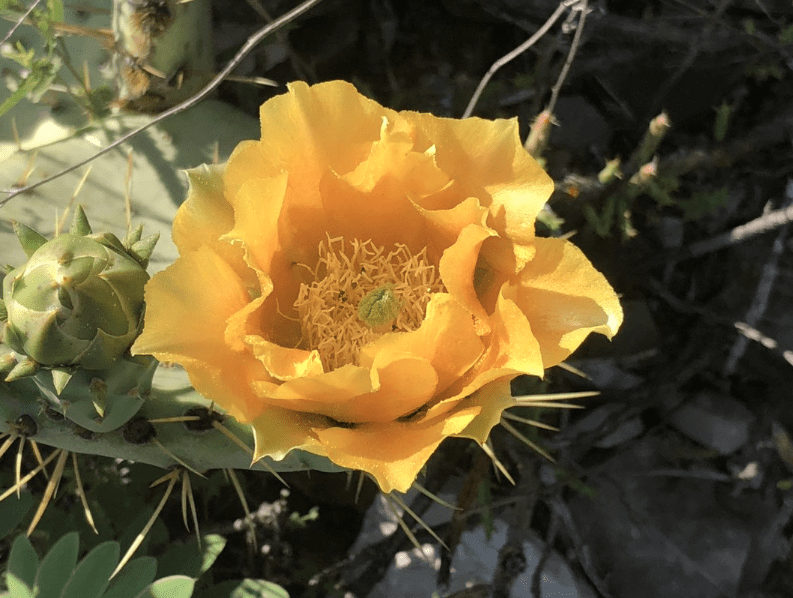 Yellow flower next to green bud on cactus stem