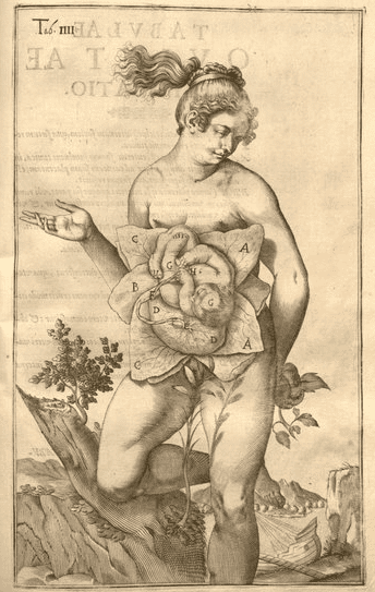 Gravida figure showing female anatomy illustration