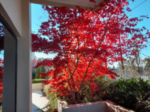 A tree with red leaves backlit by the sun. Photo by Anthony Papagiannis for his article, "Drama in Brief", on a cancer patient.