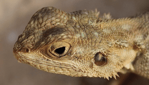 Image of lizard head.