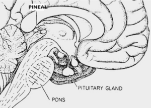 Lateral interior of brain drawing showing pineal gland, pons, and pituitary gland.