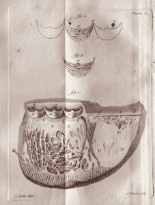 Drawing of area below the aorta from Traié de la structure du Coeur by Jean-Baptiste de Sénac