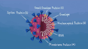 Virus with spike protein (mostly external raised part), small envelope protein (small part sticking up out of the envelope to interior and exterior of virus), envelope (covering or wall of virus), nucleocapsid protein (dot on RNA), RNA (ribbon-like structure inside of virus, protected by envelope), and membrane protein (another small part sticking up out of the envelope) labeled
