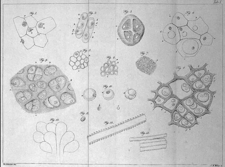 Cell diagrams