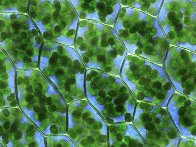 Green circles within connected cells