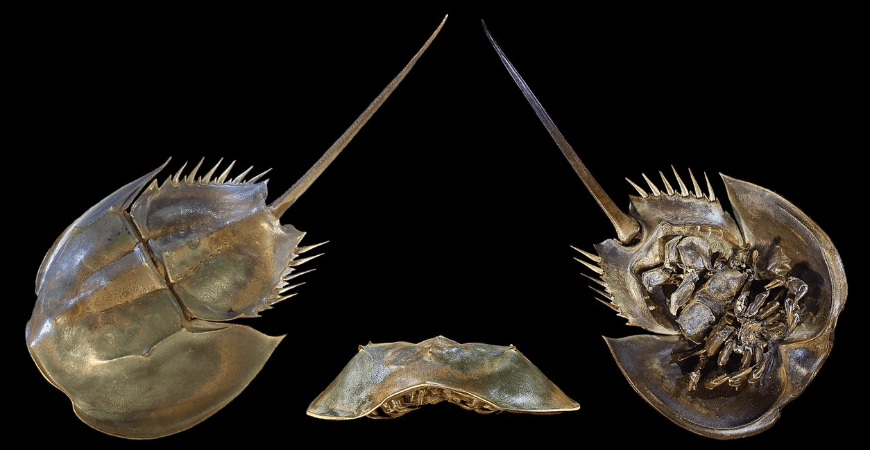 Three views of a horseshoe crab, one from the top, one from the front, and one from beneath. Photo for article on horseshoe crab blood