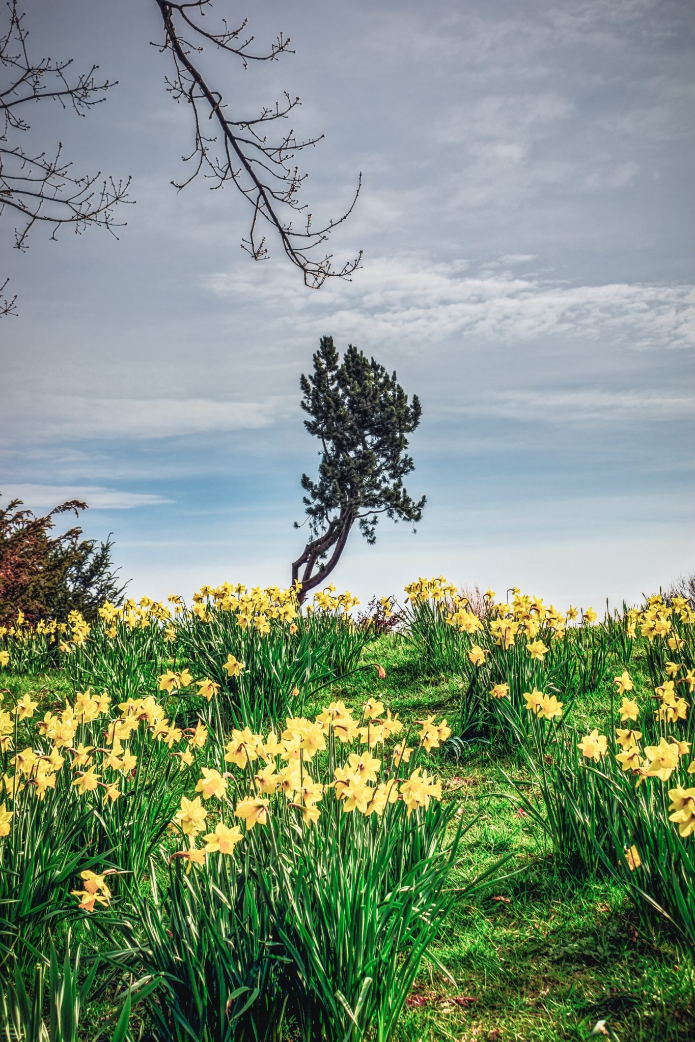 Hill of yellow daffodils with trees