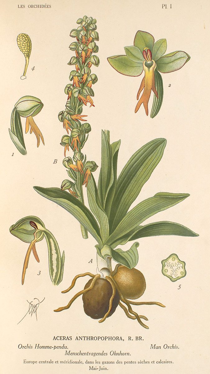 Drawing of an orchid with tubers visible