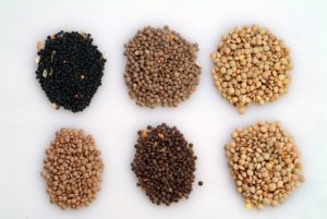 Lentils of different colors and sizes