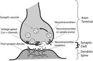 Space between the axon terminal and dendritic spine is designated as the synaptic cleft or synapse, with neurotransmitter activity, vescicle, channels, and density also labeled